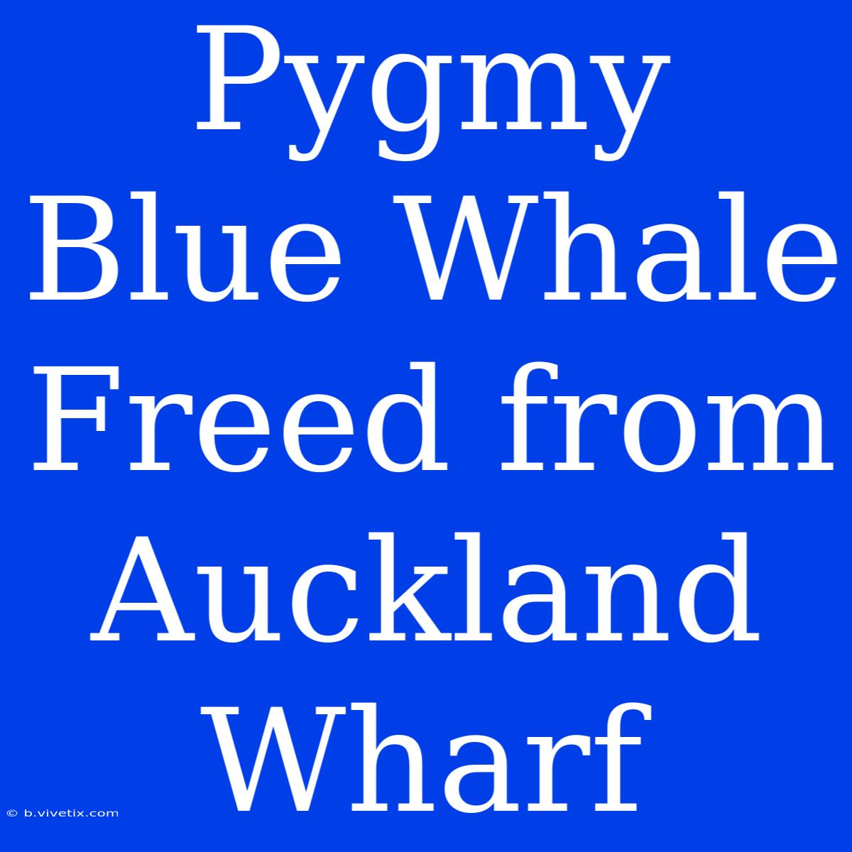 Pygmy Blue Whale Freed From Auckland Wharf