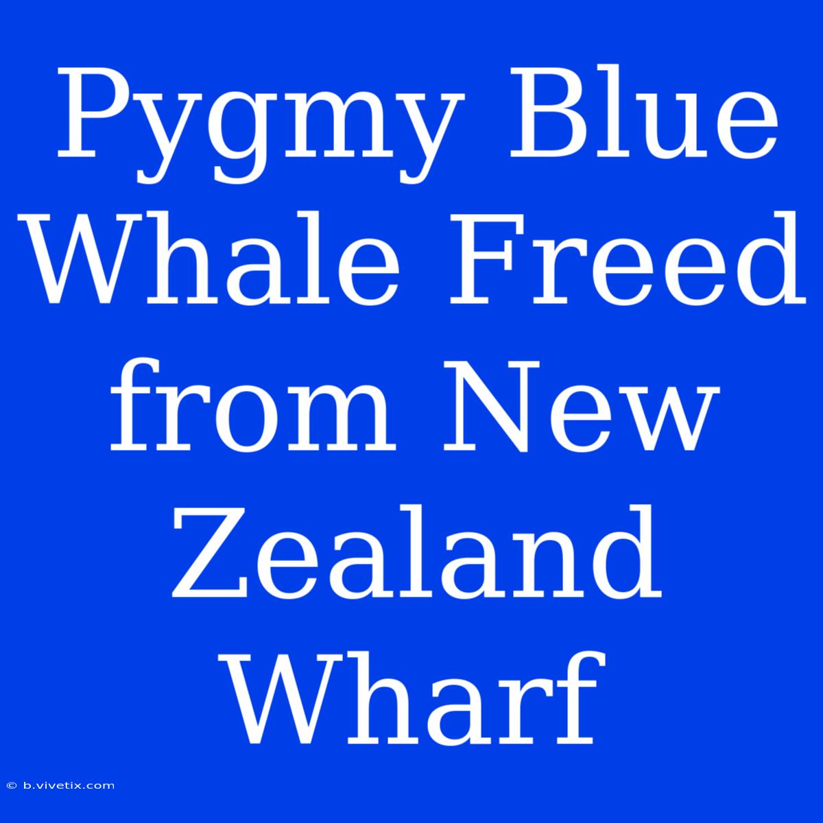 Pygmy Blue Whale Freed From New Zealand Wharf