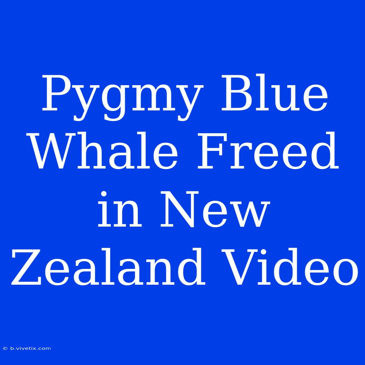 Pygmy Blue Whale Freed In New Zealand Video