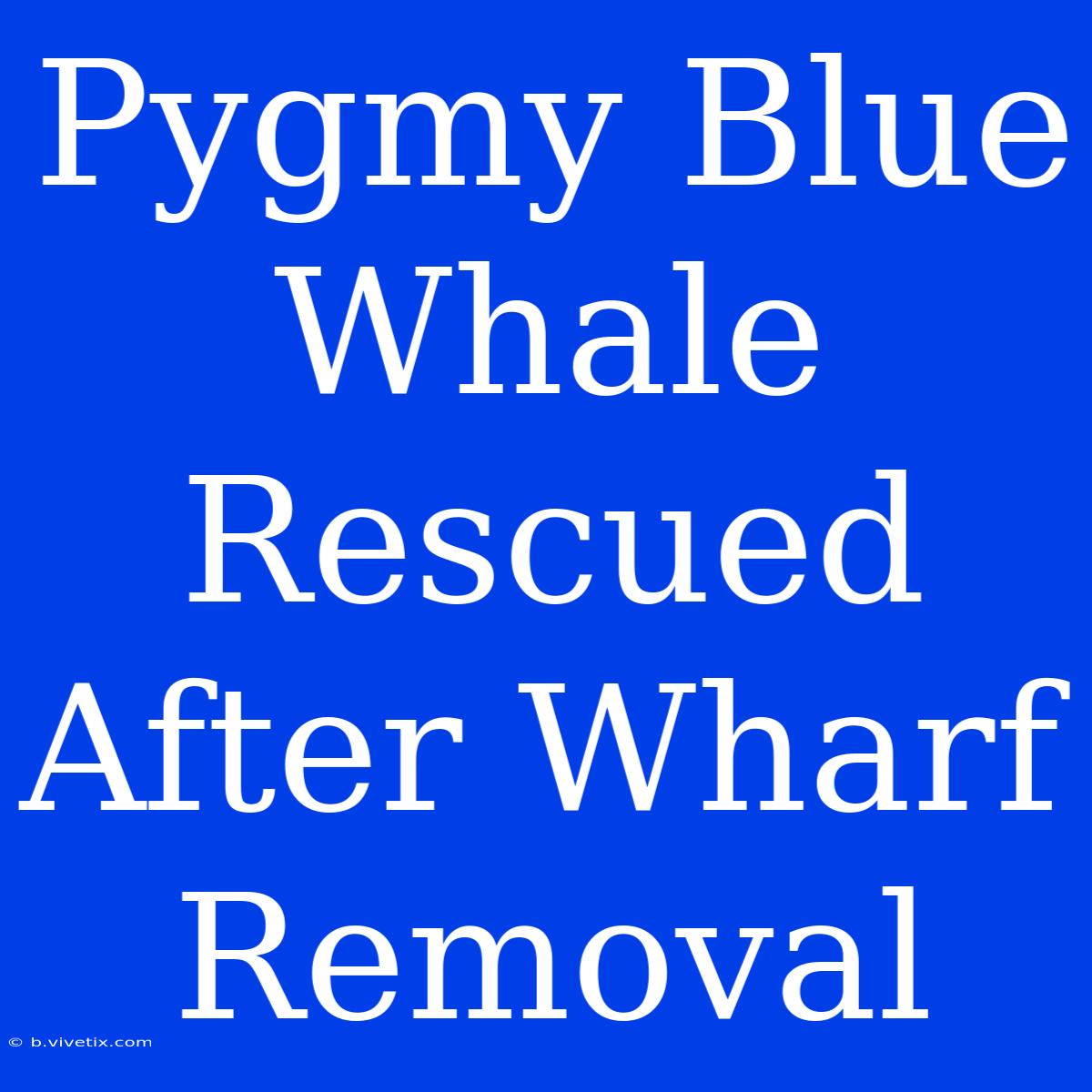 Pygmy Blue Whale Rescued After Wharf Removal