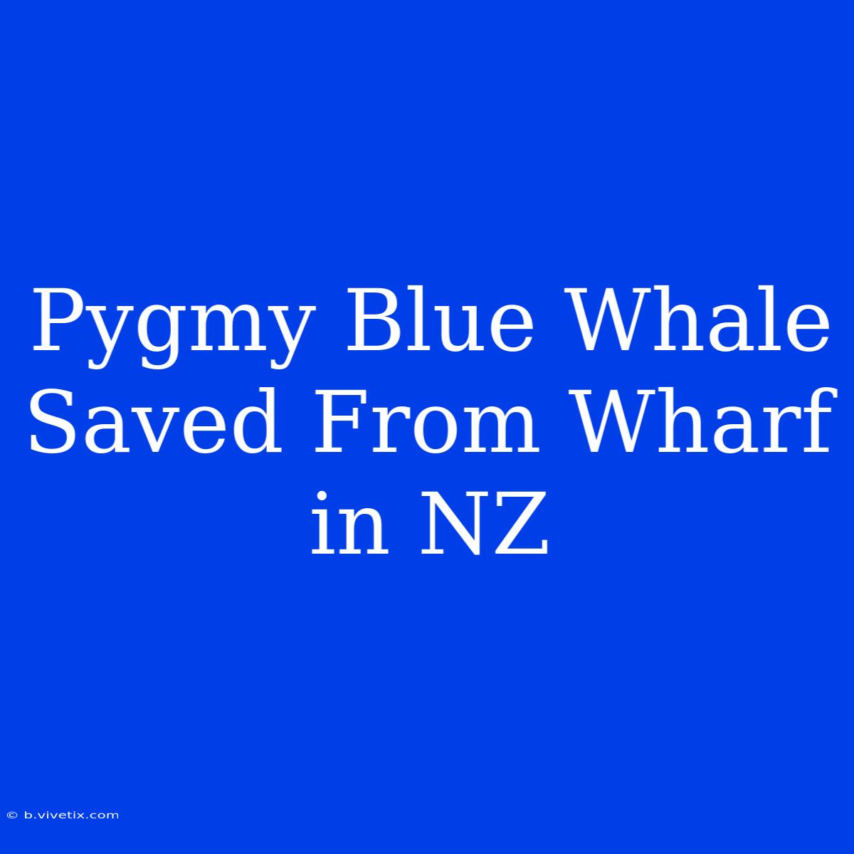 Pygmy Blue Whale Saved From Wharf In NZ