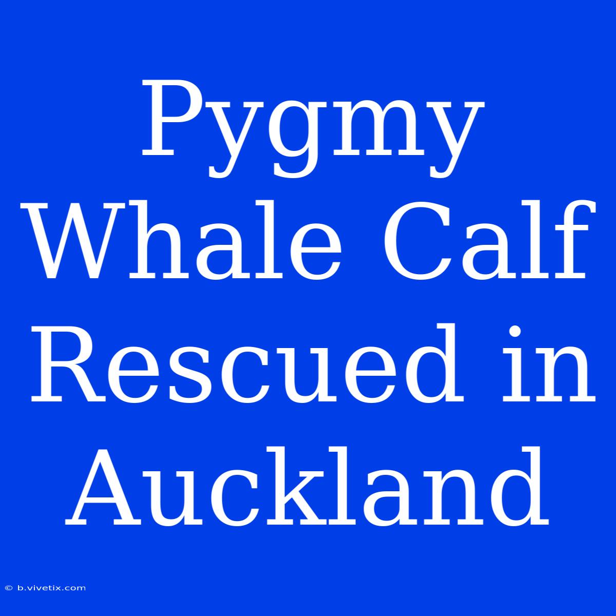 Pygmy Whale Calf Rescued In Auckland