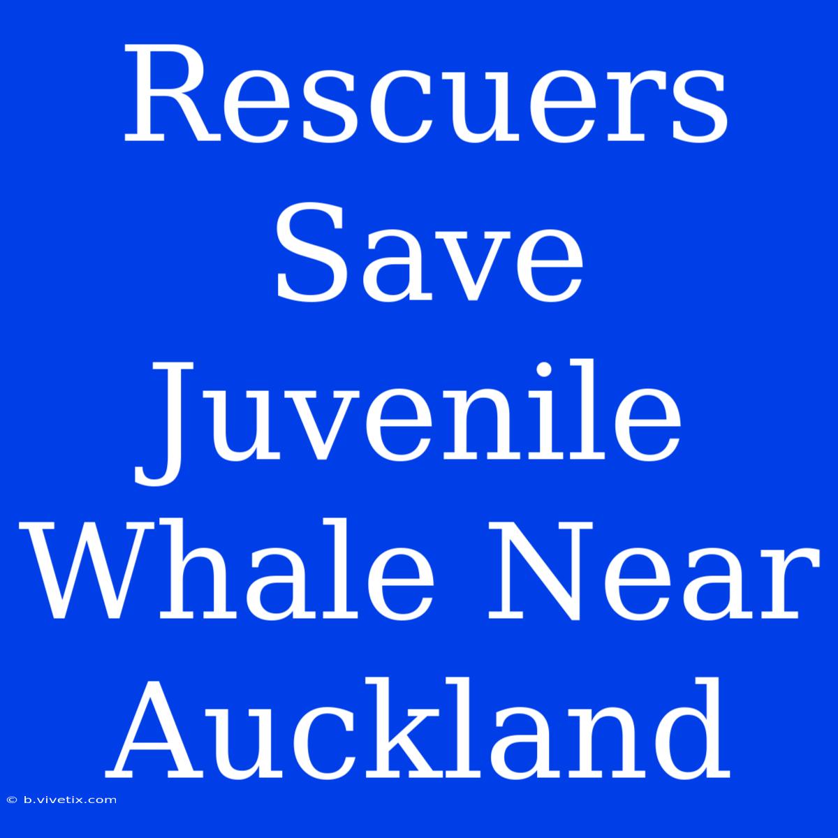 Rescuers Save Juvenile Whale Near Auckland