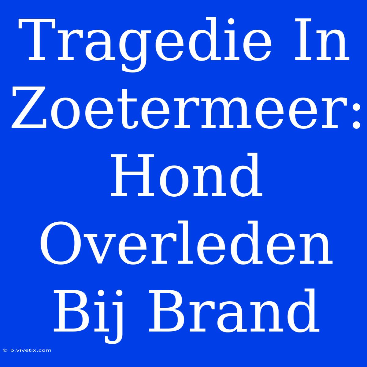 Tragedie In Zoetermeer: Hond Overleden Bij Brand