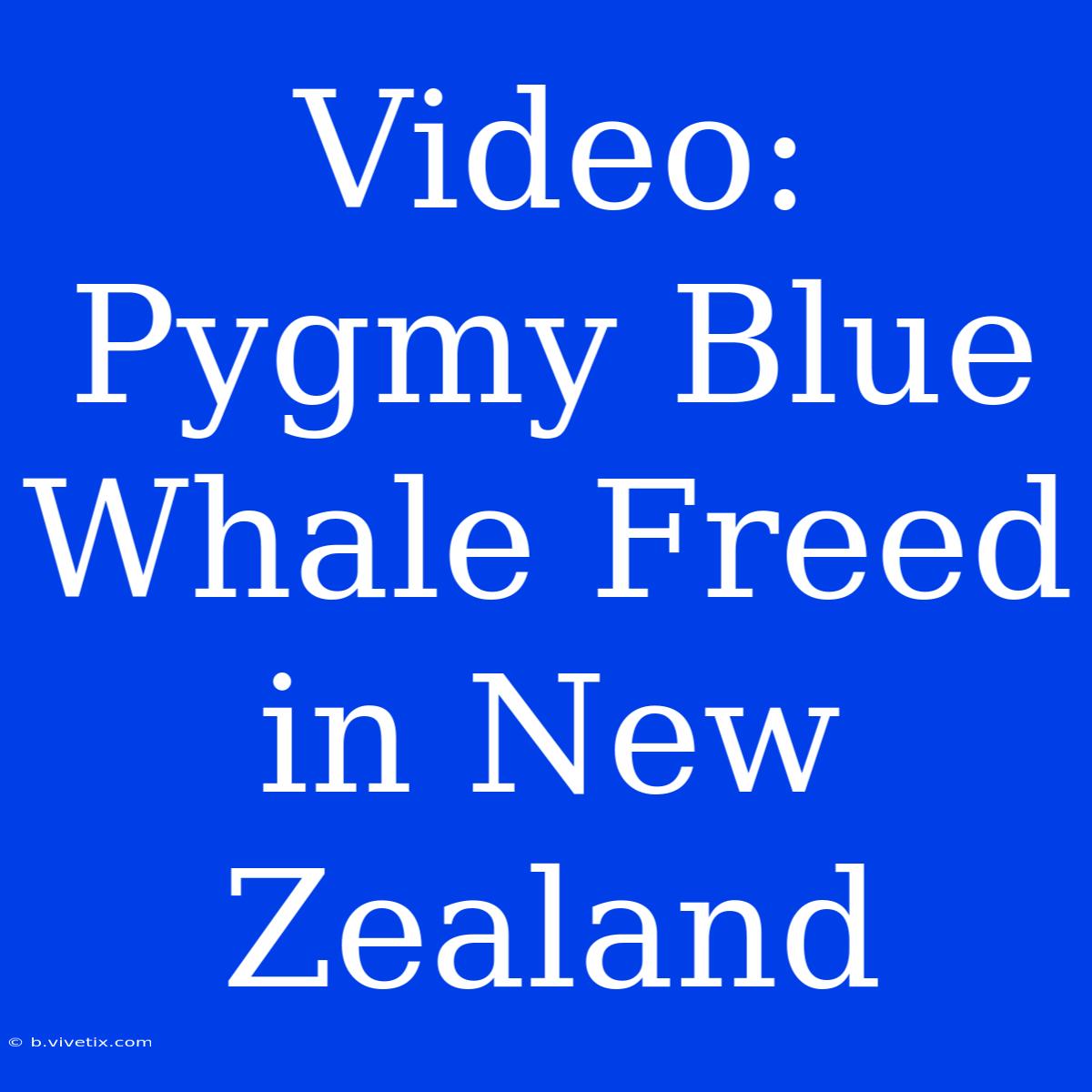 Video: Pygmy Blue Whale Freed In New Zealand