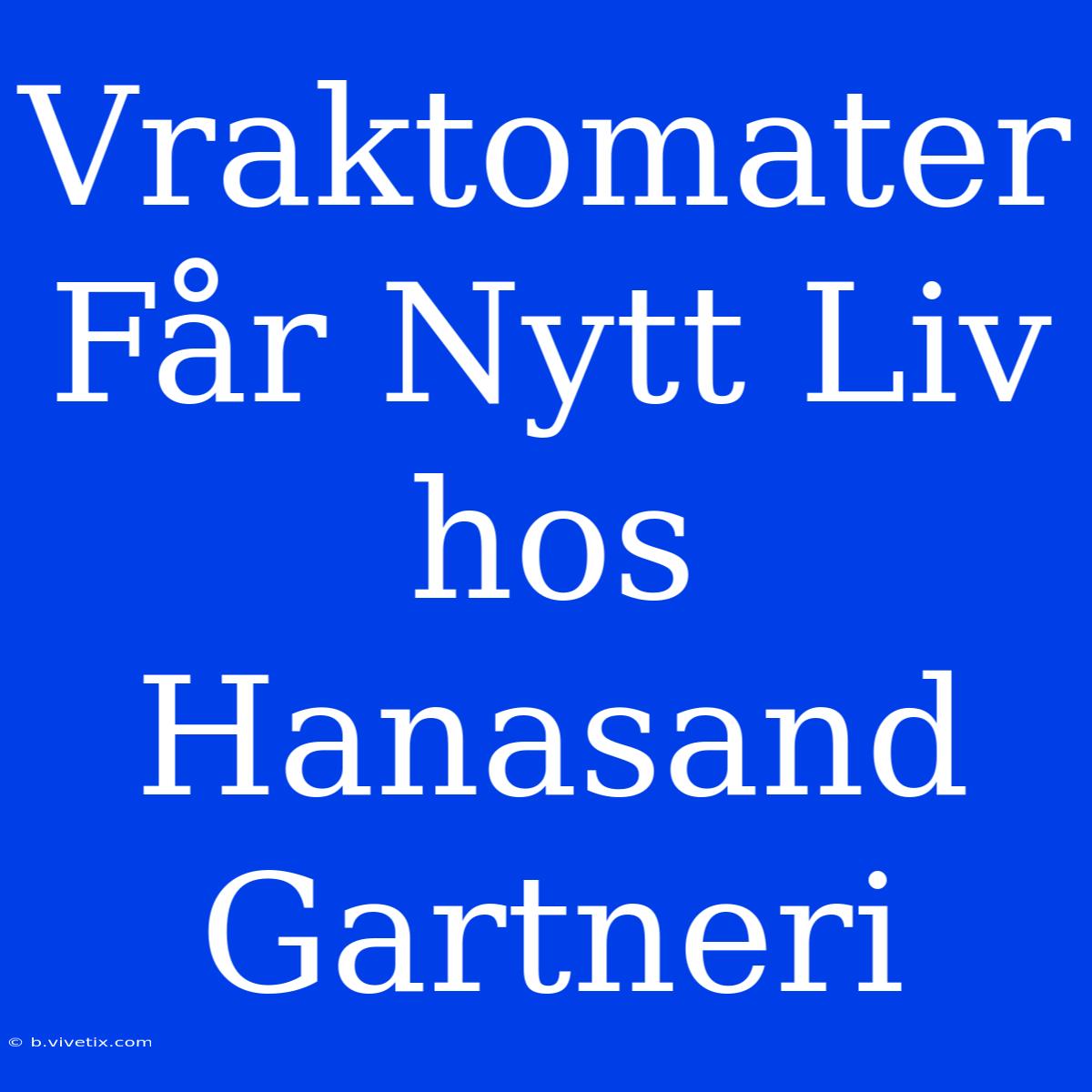 Vraktomater Får Nytt Liv Hos Hanasand Gartneri