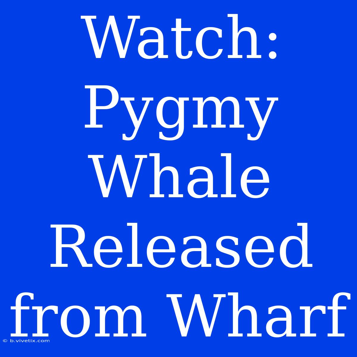 Watch: Pygmy Whale Released From Wharf