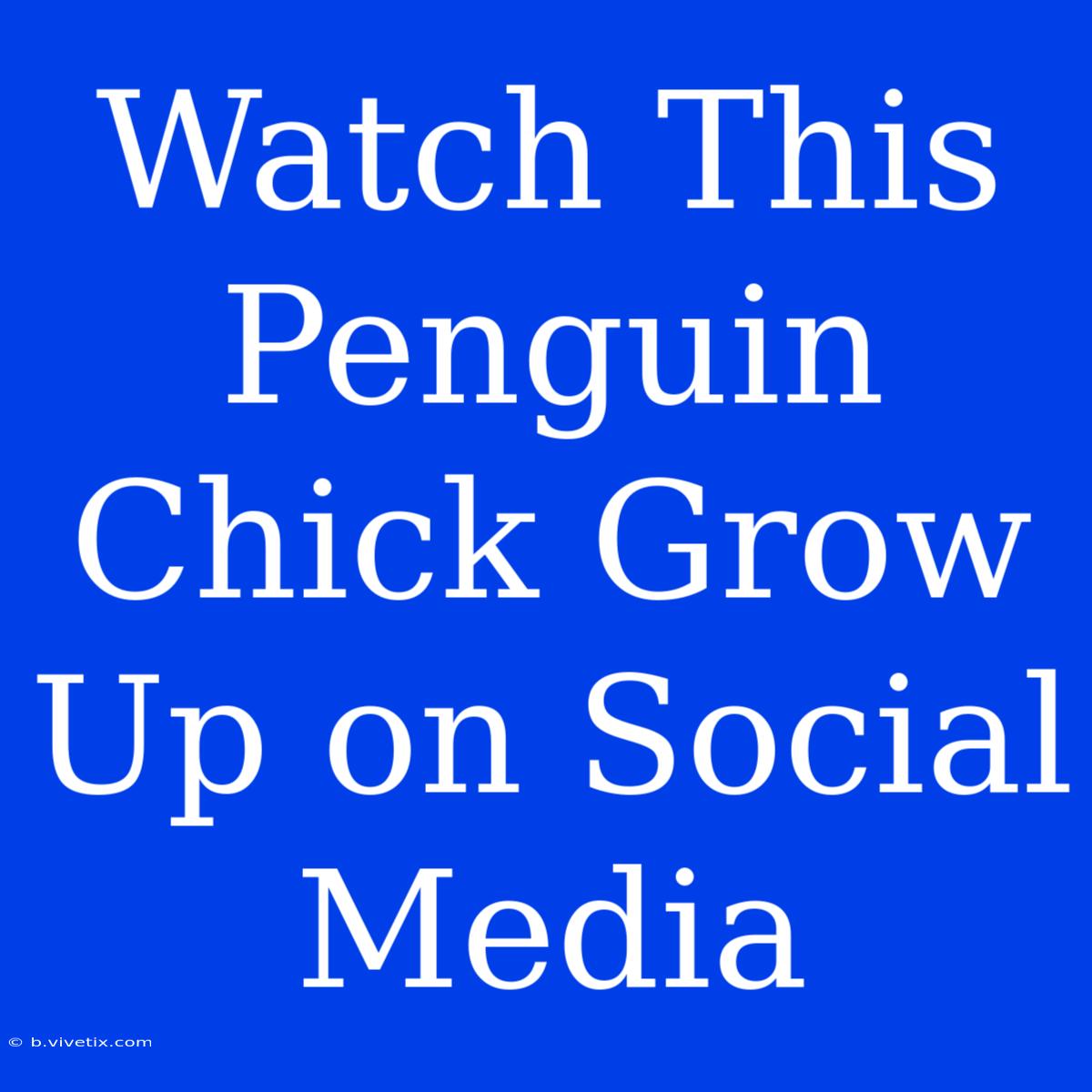 Watch This Penguin Chick Grow Up On Social Media