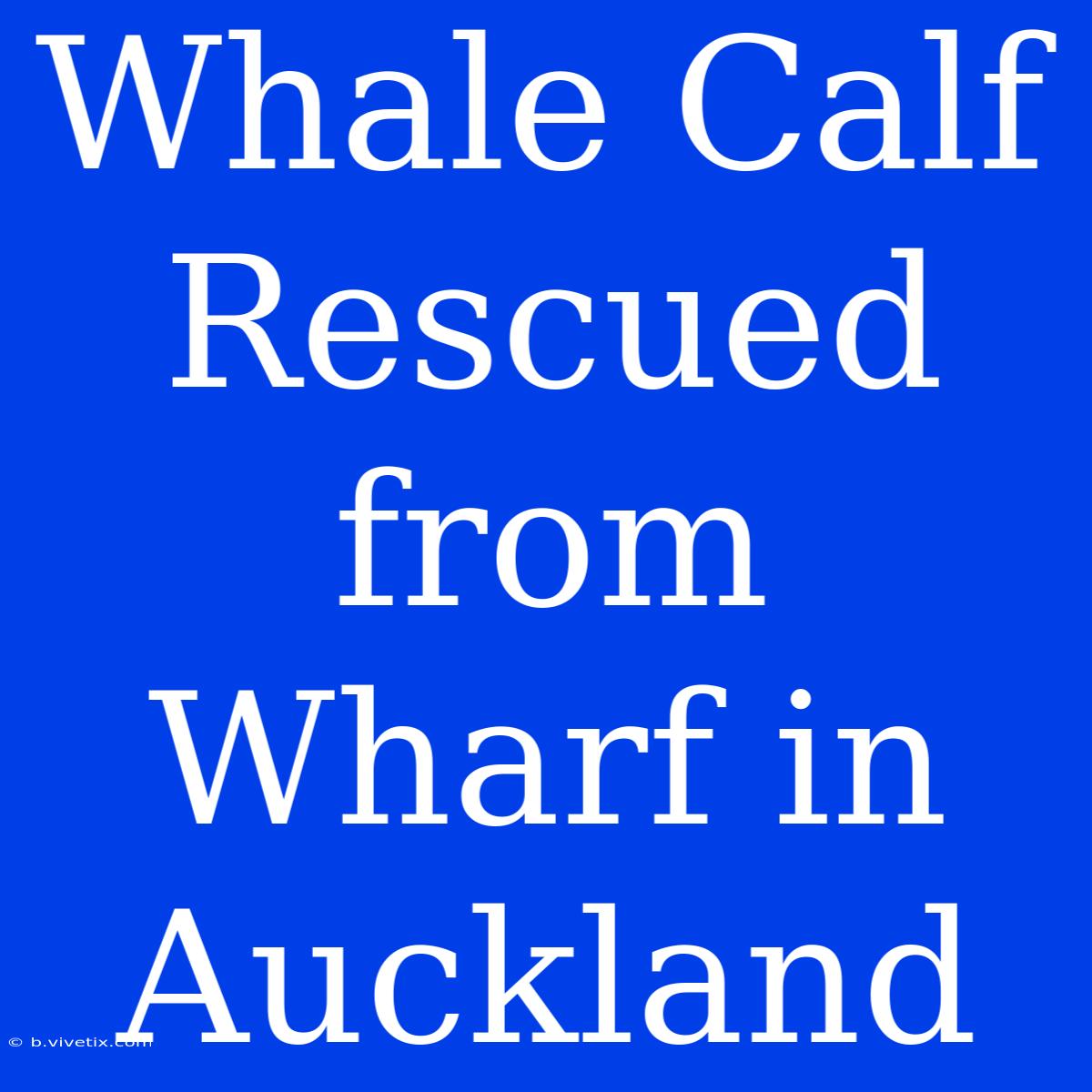 Whale Calf Rescued From Wharf In Auckland