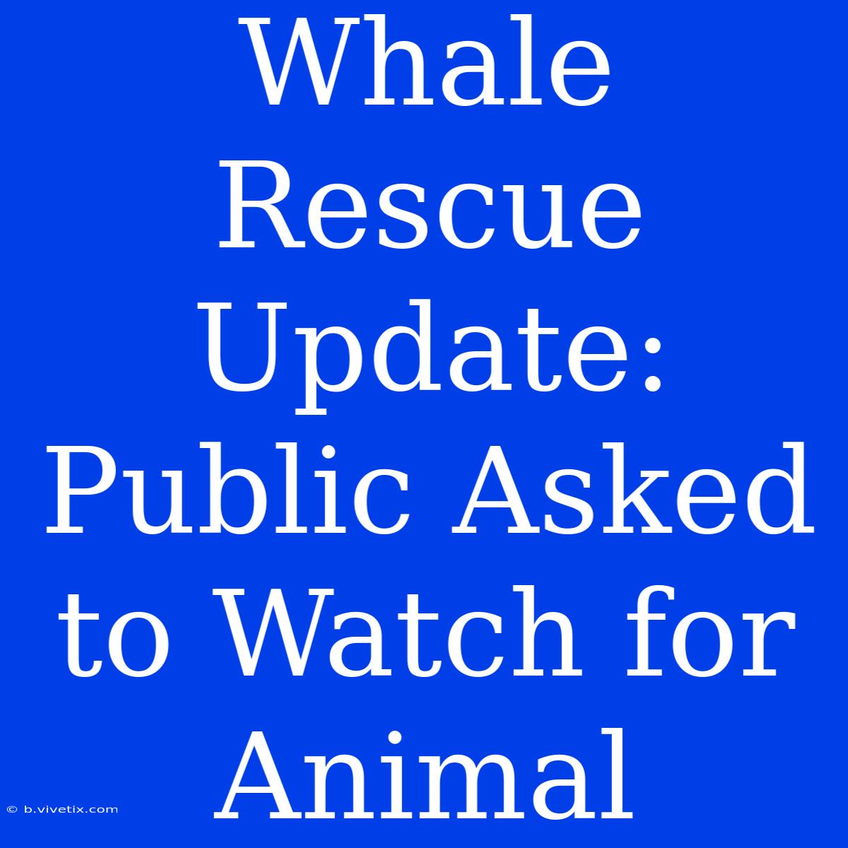 Whale Rescue Update: Public Asked To Watch For Animal