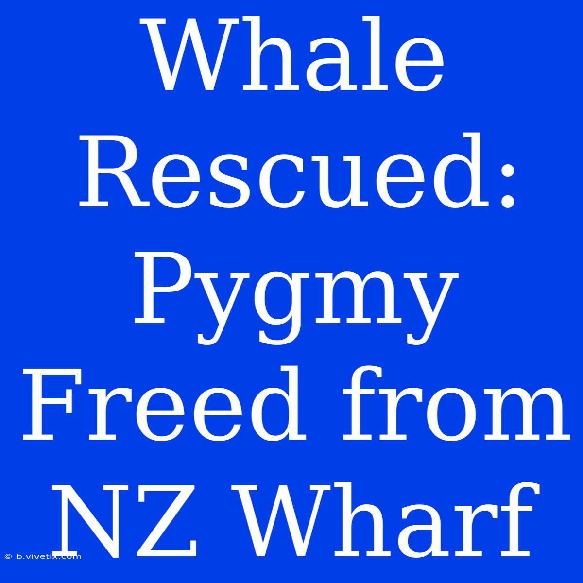 Whale Rescued: Pygmy Freed From NZ Wharf