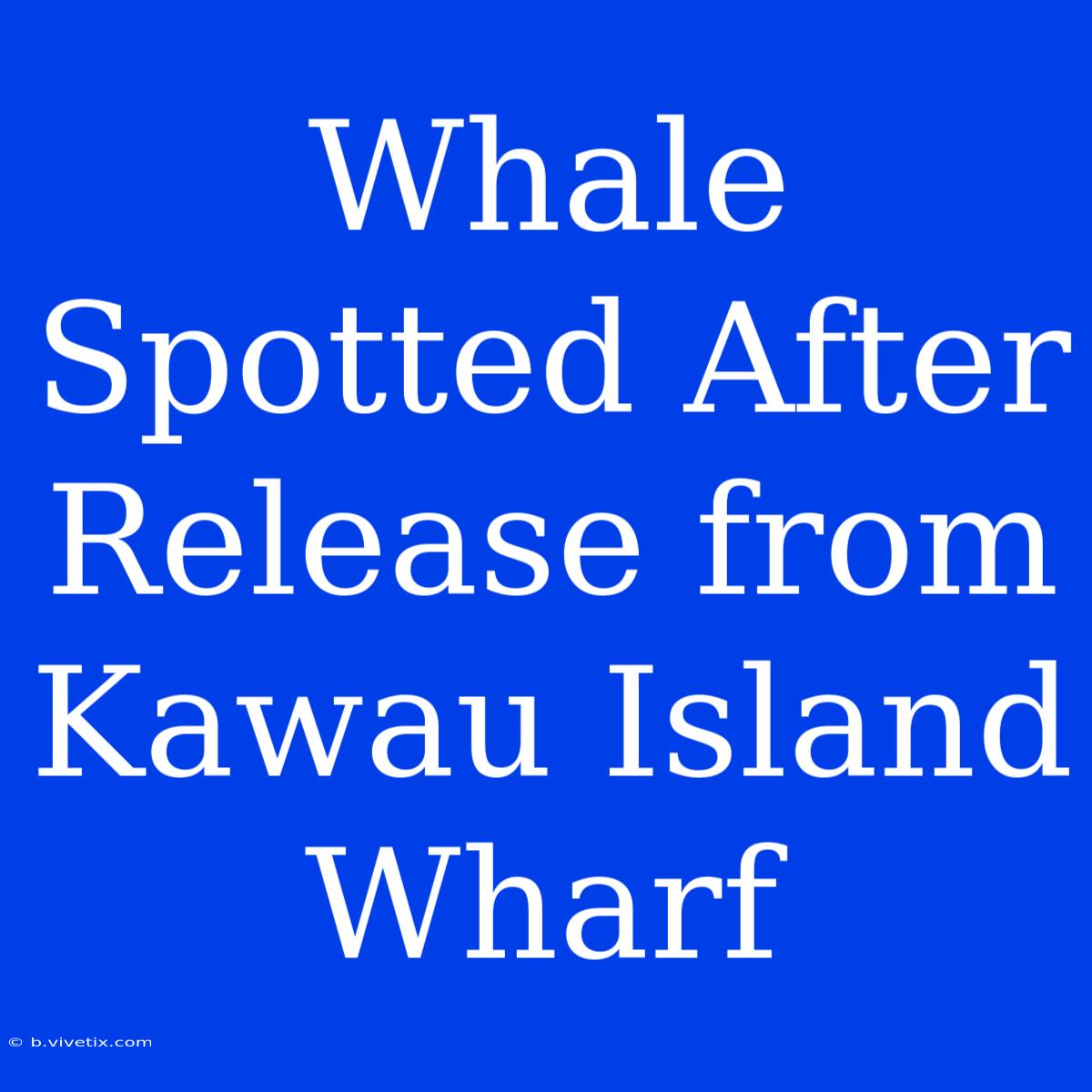 Whale Spotted After Release From Kawau Island Wharf