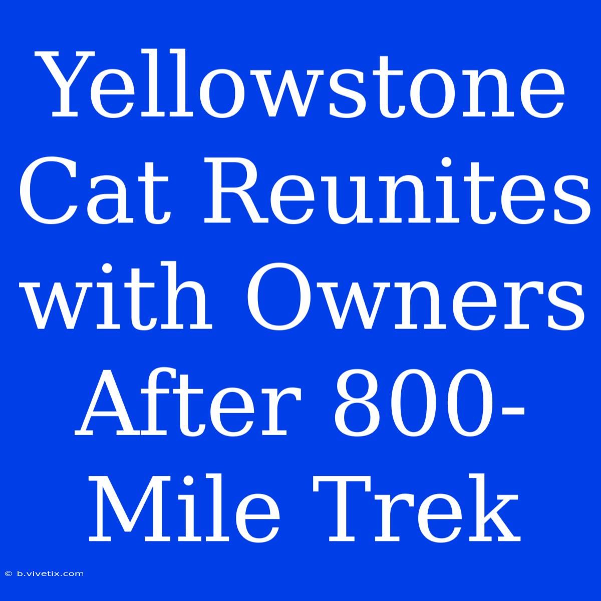 Yellowstone Cat Reunites With Owners After 800-Mile Trek