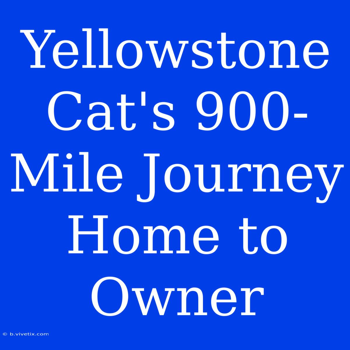 Yellowstone Cat's 900-Mile Journey Home To Owner