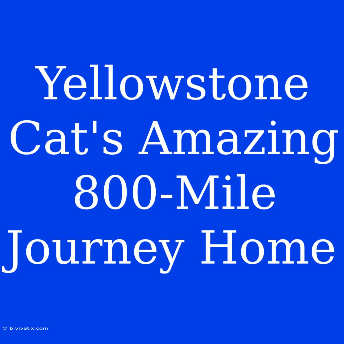 Yellowstone Cat's Amazing 800-Mile Journey Home 