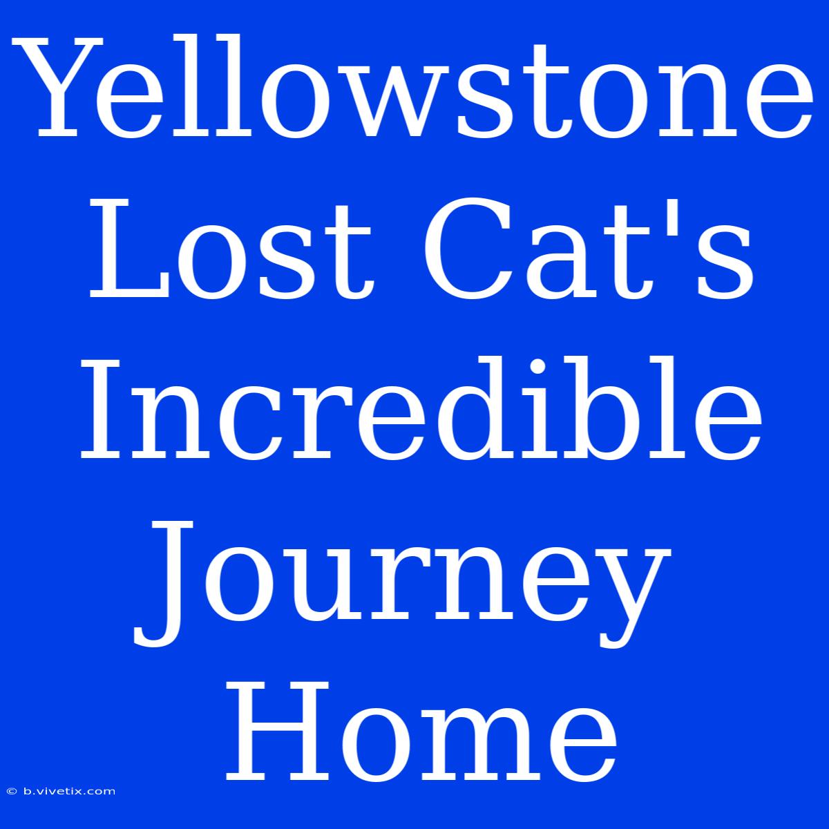 Yellowstone Lost Cat's Incredible Journey Home