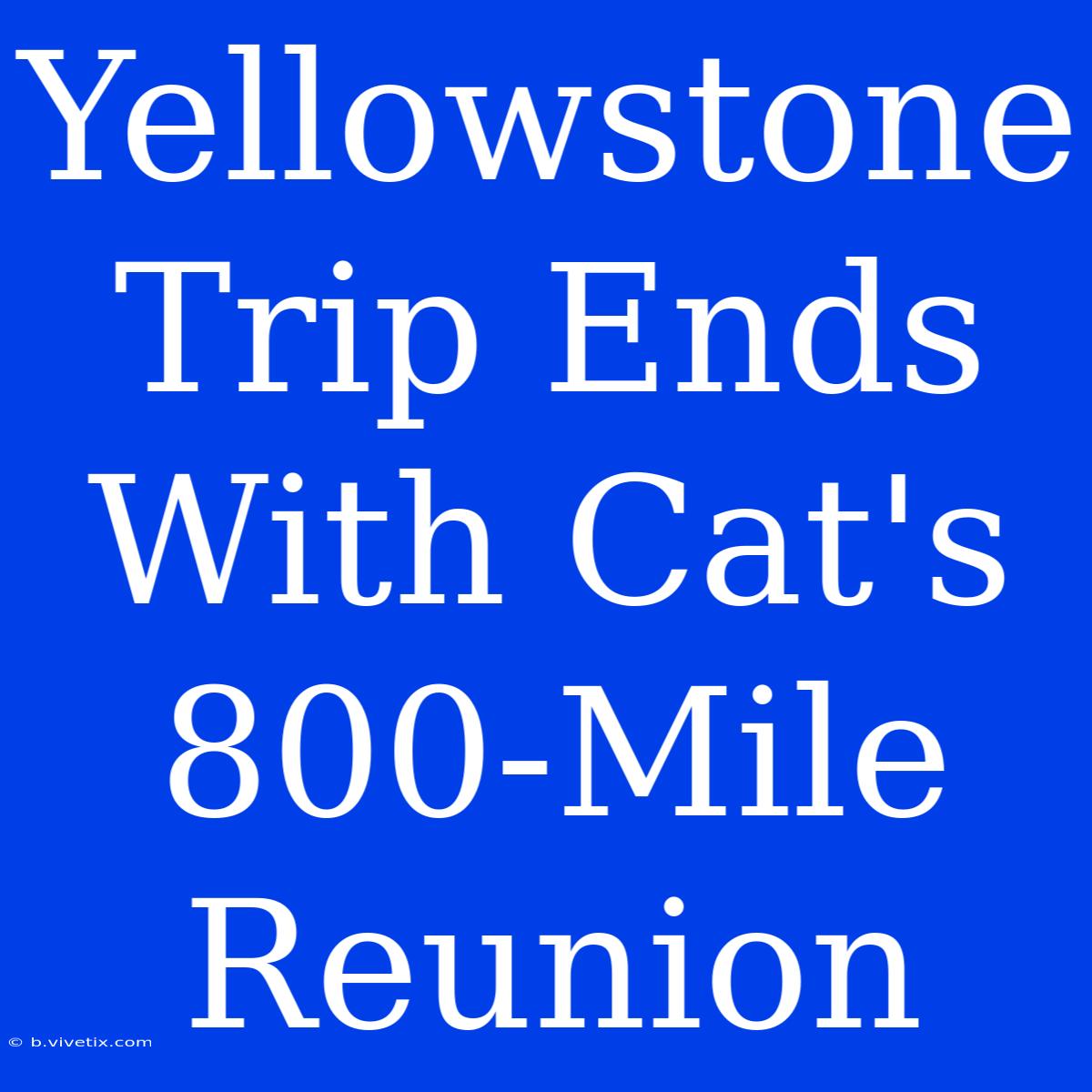 Yellowstone Trip Ends With Cat's 800-Mile Reunion